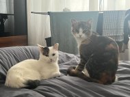 Inserat 2 Katzen abzugeben wegen allergie