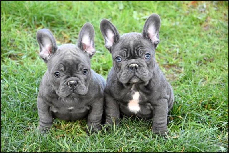 Goldgrube At Kostenlose Kleinanzeigen Und Auktionen Blaue Franzosische Bulldogge Welpen