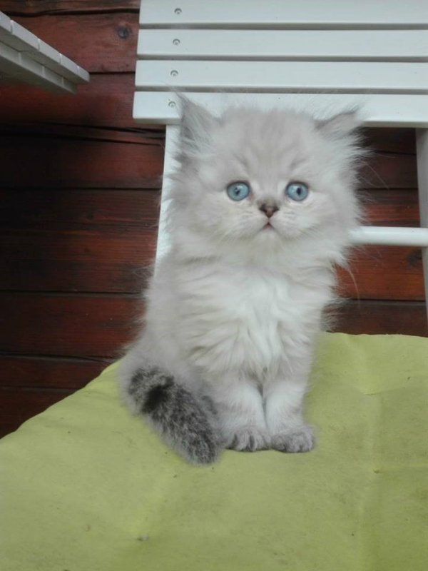 goldgrube.at Kostenlose Kleinanzeigen und Auktionen - PERSER