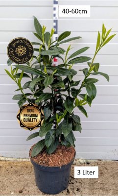 Goldgrube GmbH