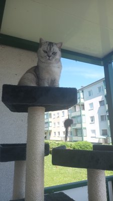 Inserat Verkaufe Bkh Katze 1 Jahr alt 