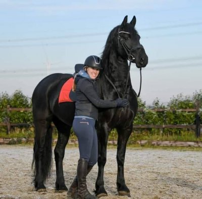 Inserat Elegantes Friesenpferd sucht liebevolles