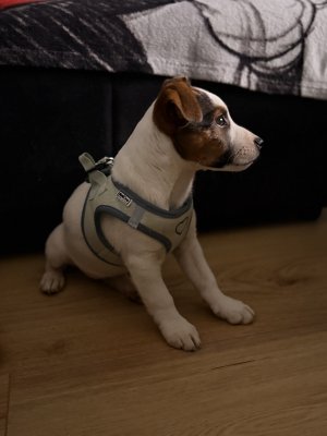 Inserat Jack Russel Mädel