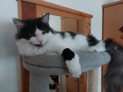 Inserat Katze Adina und  Welsi 2.0