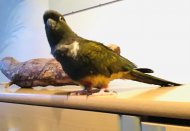 Inserat Chilenischer Felsensittich