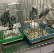 Inserat #MacalariGriAfricani frumoși și îmblânzi