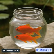 Inserat 2 Goldfische ca. 15 cm zu verschenken 