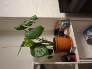 Inserat Welche Frau besucht oder möchte in Wien