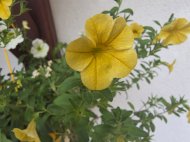 Inserat Er 53 sucht eine dame 
