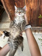 Inserat Katze/Kater/Kätzchen