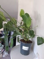 Inserat Frau zum lecken gesucht in Wien 