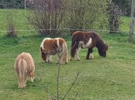 Inserat Minipony Hengst zu verkaufen 