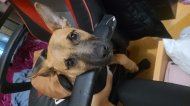 Inserat Eine kleine hündin sucht ein neues zuhau