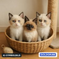 Inserat Ragdoll-MIX