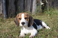 Inserat Beagle Hündin sucht ihren Lebensplatz 