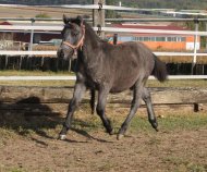 Inserat Pony Fohlen sucht ein neues Zuhause 