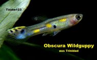Inserat Wildguppy und Endler