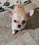 Inserat Chihuahua Rüde 