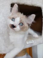 Inserat Ragdoll Katerchen zu vergeben