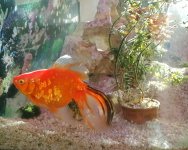 Inserat Schleierschwanz Goldfisch zu verschenken