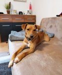 Inserat Hundesitter gesucht