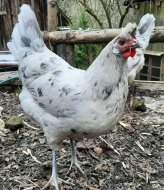 Inserat Appenzeller Spitzhauben Junghennen