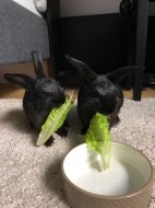 Inserat 2 Kaninchen an guten Platz abzugeben