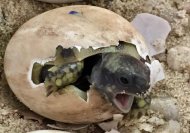 Inserat Griechische Landschildkröten