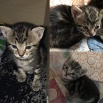 Inserat Dre süße Katzenbabys zu verschenken 