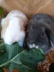 Inserat Mini Lop Häsin grau blau