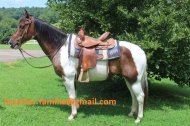 Inserat Pinto Paint Horse Wallach