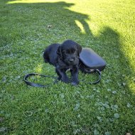 Inserat Golden Retriever  kleiner Münsterländer 