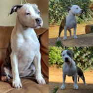 Inserat American Staffordshire Terrier 