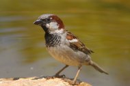 Inserat Spatz sucht Feige zum Verwöhnen