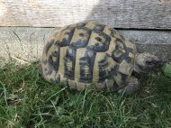 Inserat Griechische Landschildkröte Männchen 