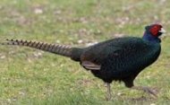 Inserat Tenebrosusfasan