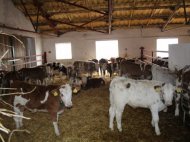 Inserat Rindermastbetrieb in Gyór