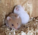 Inserat Teddyhamster