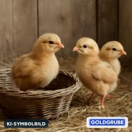Inserat Küken Hähne zu verschenken 