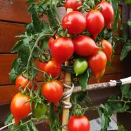 Inserat Rispen - Tomaten ausgefallene Raritäten 