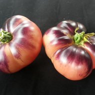 Inserat Samen violette Tomaten Sorten mit Topopt