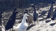 Inserat Laufenten abzugeben
