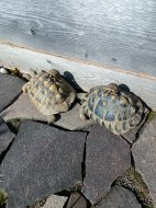 Inserat Griechische Landschildkröten