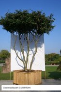 Inserat Blumentrögebau mit Baum Tischlerei  
