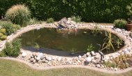 Inserat Goldfische abzugeben! Versch.Gr Süd-Bgld