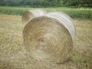 Inserat Gärheu Heulage für Pferde - Rundballen -