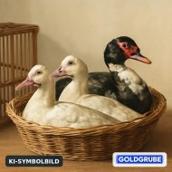 Inserat 2 Moschusenten mit Moschuserpel