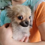 Inserat Chihuahua Welpen 