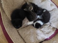 Inserat Baby Katzen abzugeben 