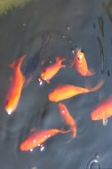 Inserat Verkaufe Goldfische und Teichfische